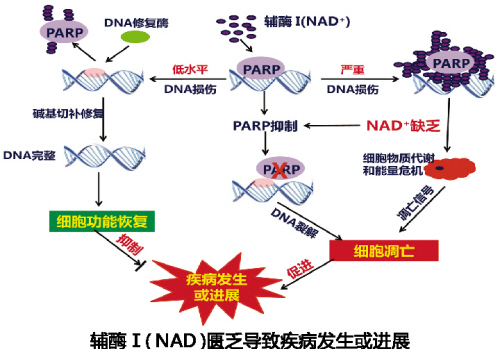 輔酶 I 開啟細(xì)胞損傷修復(fù)新篇章