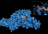 Science重磅！一種“分子剪刀”如何成為COVID-19藥物的重要靶標？