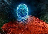Nature：BATF3改善T細胞記憶應答，有望改善免疫療法的療效