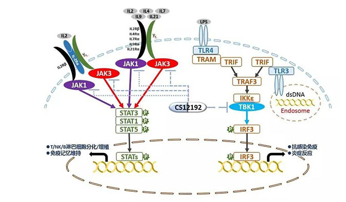 自身免疫疾病或迎新療法！美迪西助力微芯生物CS12192獲批FDA