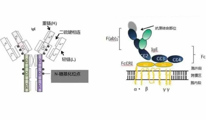 美迪西助力 | 濟(jì)民可信lgE抗體藥物JYB1904獲批臨床.jpg