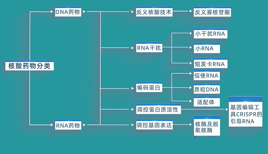 核酸藥物的分類有哪些？