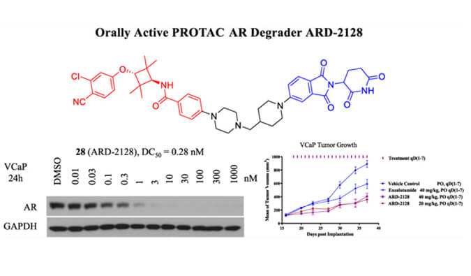 ARD-2128是一種PROTAC AR降解劑，具有出色的血漿和微粒體穩(wěn)定性，本研究中體外穩(wěn)定性和PK研究通過美迪西進行