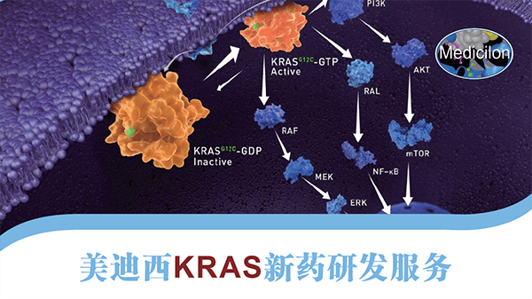 KRAS新藥研發(fā)服務(wù) KRAS新藥研發(fā)服務(wù)