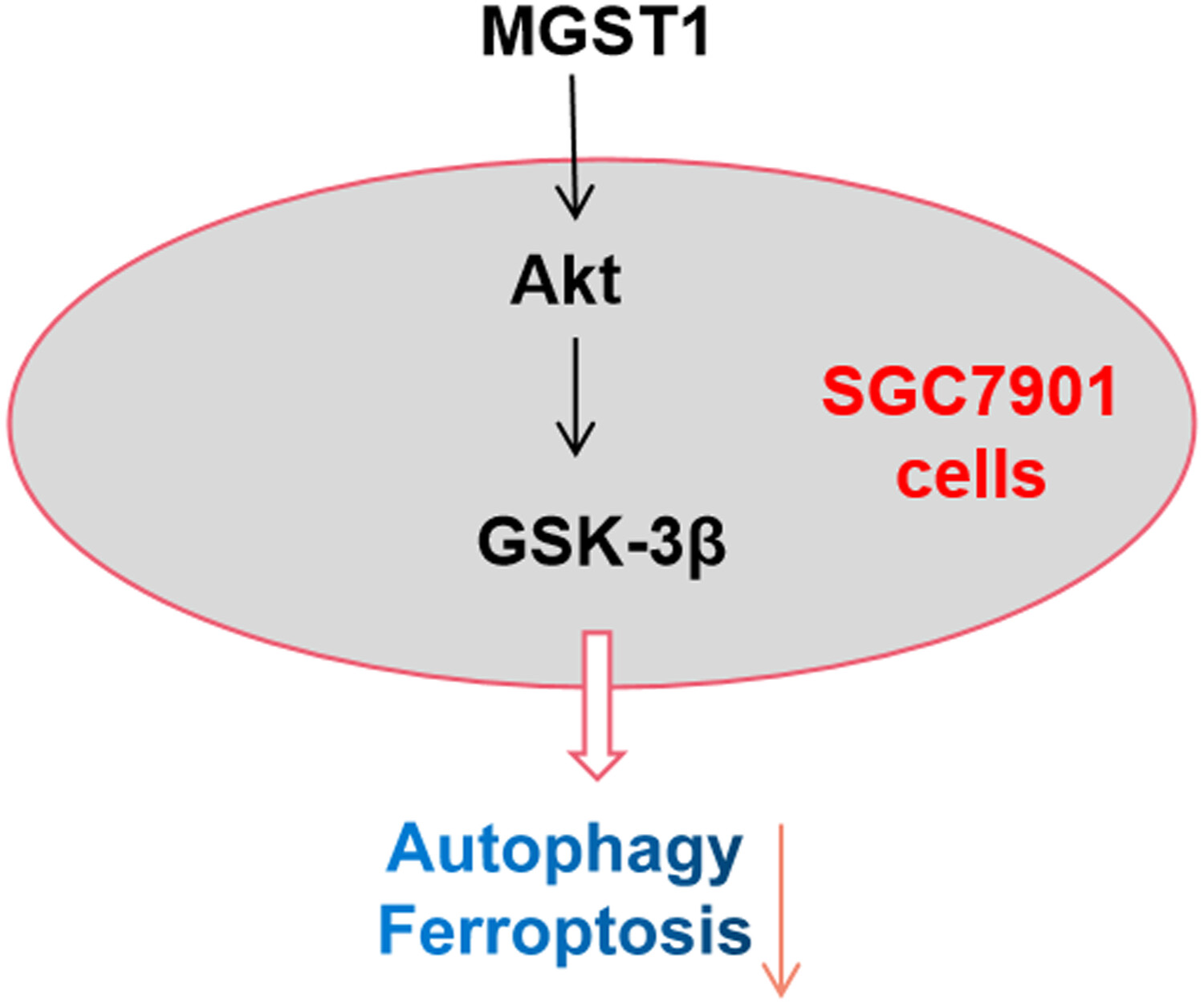 MGST1過表達通過激活A(yù)kt/GSK-3β信號通路誘導(dǎo)胃癌細胞增殖，本研究中MGST1過表達等體外實驗通過美迪西進行